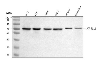 Anti-NEIL3 Antibody