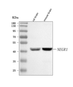 Anti-NEGR1 Antibody