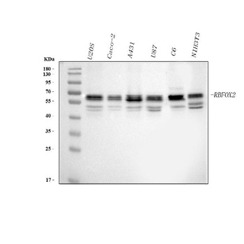 Anti-FOX2/RBM9/RBFOX2 Antibody
