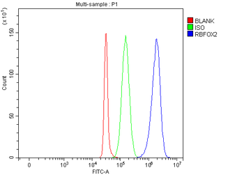 Anti-FOX2/RBM9/RBFOX2 Antibody