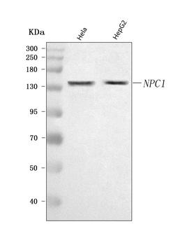 Anti-NPC1 Antibody