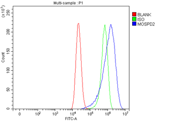 Anti-MOSPD2 Antibody