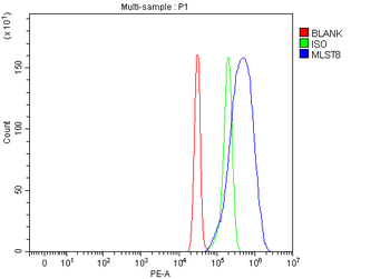 Anti-MLST8 Antibody