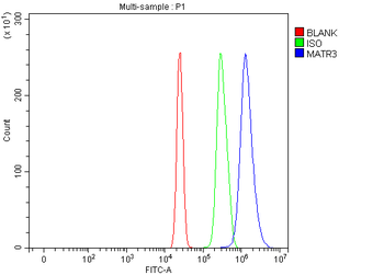 Anti-MATR3 Antibody