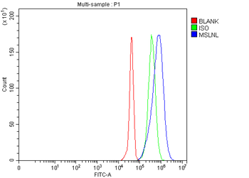 Anti-MSLNL Antibody