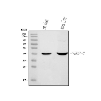 Anti-Vegfc Antibody