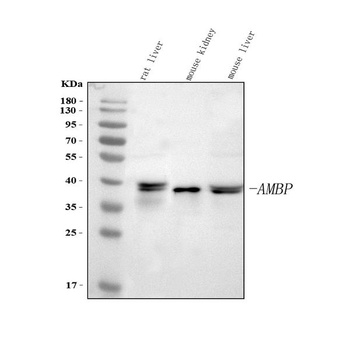 Anti-Alpha 1 microglobulin/Ambp Antibody