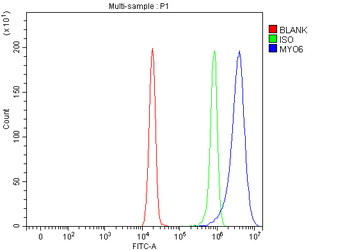 Anti-MYO6 Antibody