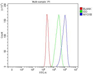 Anti-MYO1B Antibody