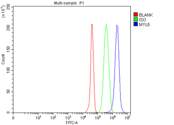 Anti-MYL5 Antibody