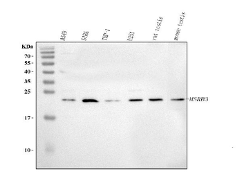 Anti-MSRB3 Antibody