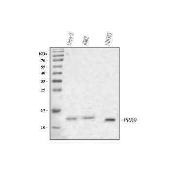 Anti-PRR9 Antibody