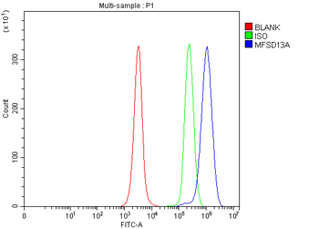 Anti-MFSD13A Antibody