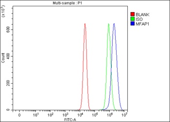 Anti-MFAP1 Antibody
