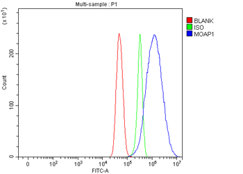 Anti-MOAP1 Antibody