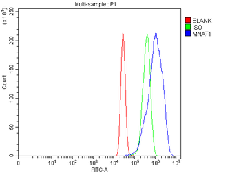 Anti-MNAT1 Antibody