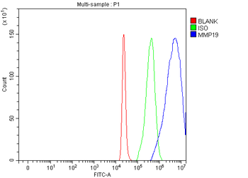 Anti-MMP19 Antibody
