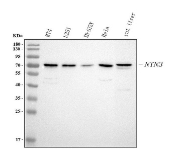 Anti-NTN3 Antibody