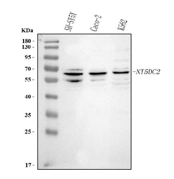 Anti-NT5DC2 Antibody