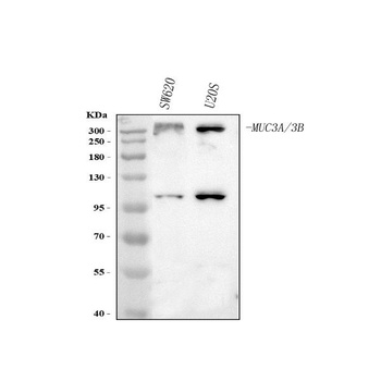Anti-MUC3A/B Antibody