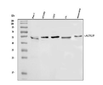 APG5L/ATG5 Antibody