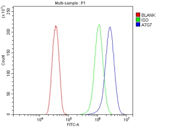 Anti-Apg7/ATG7 Antibody
