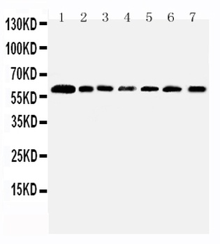 PRMT4/CARM1 Antibody