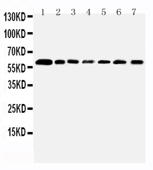 Anti-PRMT4/CARM1 Antibody