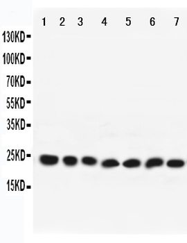 Anti-Rab9/RAB9A Antibody
