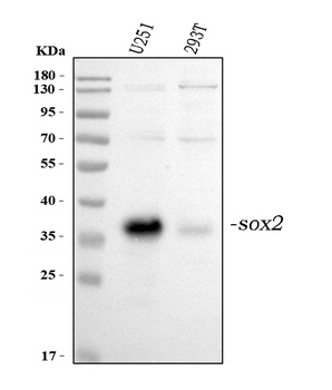 Anti-Transcription factor SOX-2 SOX2 Antibody