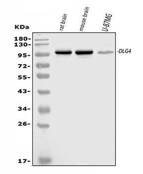 Anti-PSD95/DLG4 Antibody