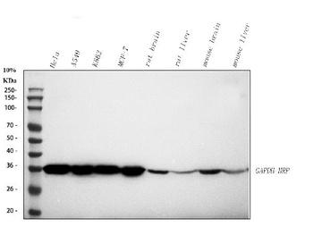 Anti-GAPDH Antibody (HRP)