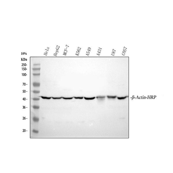 Anti-beta-Actin ACTB Antibody (HRP)