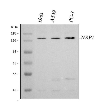 Anti-Neuropilin 1/NRP1 Antibody