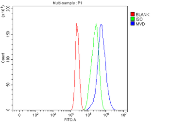 Anti-MVD Antibody