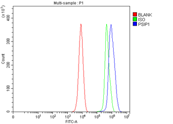 Anti-PSIP1 Antibody