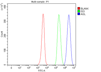 Anti-AGL Antibody
