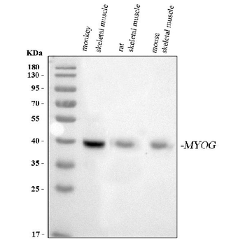 Anti-Myogenin/MYOG Antibody