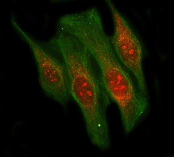 Anti-LIN9 Antibody