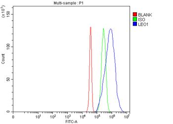 Anti-LEO1 Antibody