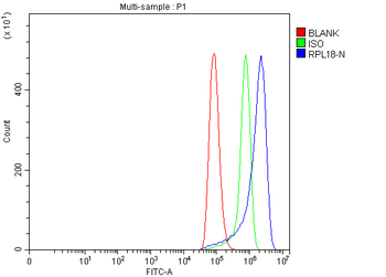 Anti-RPL18 Antibody