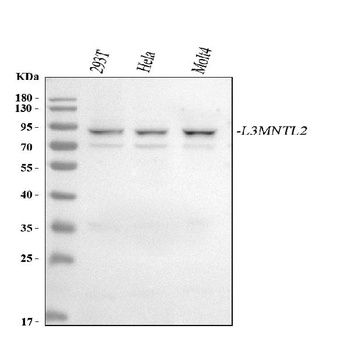 Anti-L3MBTL2 Antibody