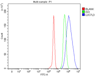 Anti-CROP/LUC7L3 Antibody