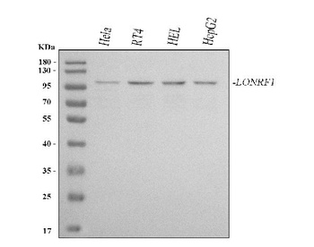 Anti-LONRF1 Antibody