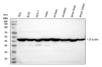 Anti-beta Actin/ACTB Antibody