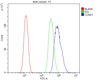 Anti-Cyclin D1/CCND1 Antibody