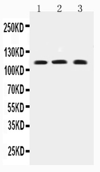 TRPC4 Antibody