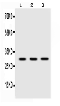 Adiponectin/ADIPOQ Antibody