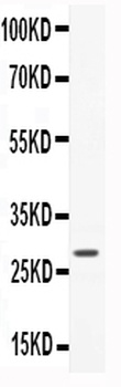 CNTF Antibody