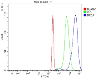 Anti-BRCA1 Antibody